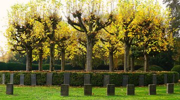 Vorschaubild für Kriegsgräber auf dem Wiesbadener Südfriedhof